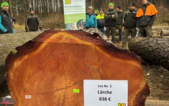 Siegerstamm 5. Nadel-Wertholzsubmission 2025 Siegerstamm 5. Nadel-Wertholzsubmission 2025