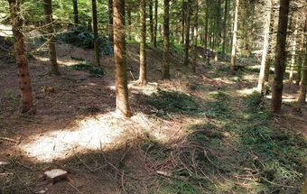 Die Auszeige bietet die optimale Arbeitsvorbereitung für die Schlägerung.