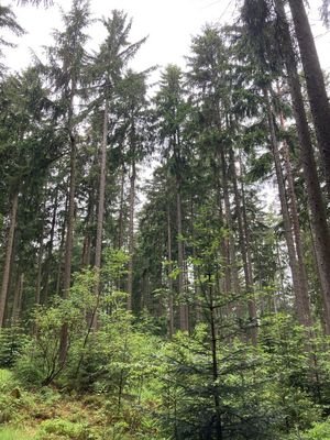 Die regelmäßige Kontrolle der Waldflächen ist weiterhin wichtig!