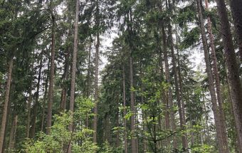 Die regelmäßige Kontrolle der Waldflächen ist weiterhin wichtig!