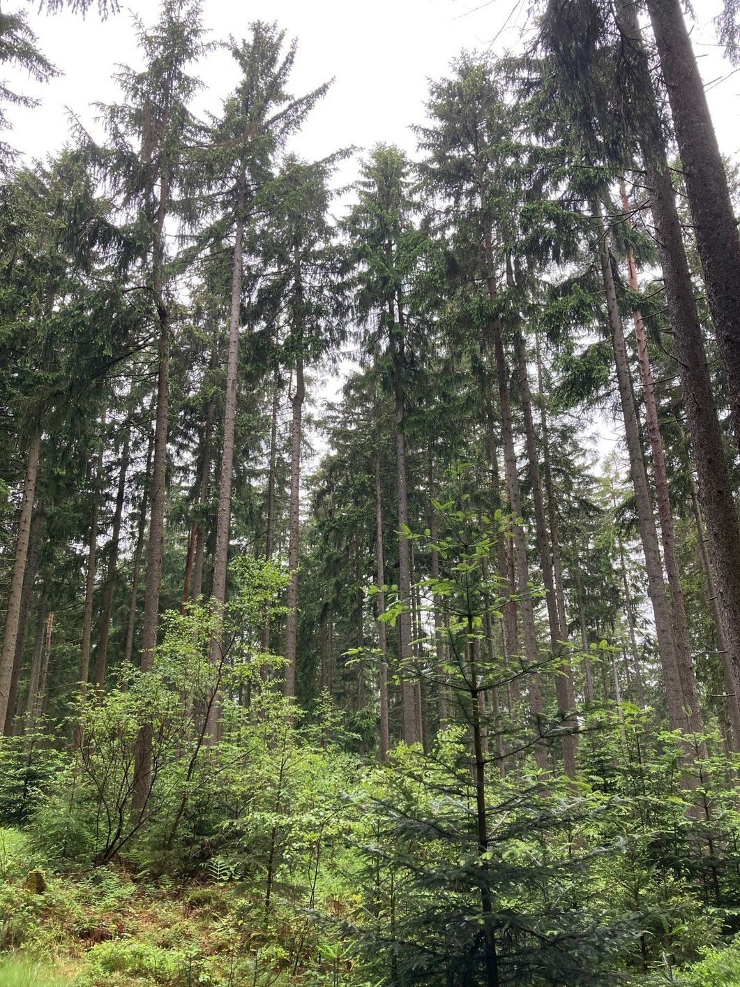 Die regelmäßige Kontrolle der Waldflächen ist weiterhin wichtig! Die regelmäßige Kontrolle der Waldflächen ist weiterhin wichtig!
